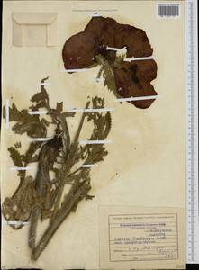 Papaver bracteatum Lindl., Caucasus, North Ossetia, Ingushetia & Chechnya (K1c) (Russia)