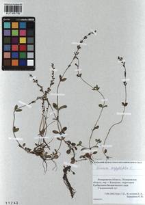 Veronica serpyllifolia L., Siberia, Altai & Sayany Mountains (S2) (Russia)