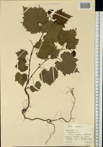 Vitis vinifera L., Eastern Europe, Central forest region (E5) (Russia)