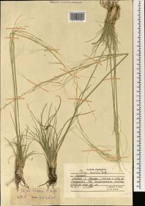 Stipa arabica Trin. & Rupr., South Asia, South Asia (Asia outside ex-Soviet states and Mongolia) (ASIA) (Afghanistan)