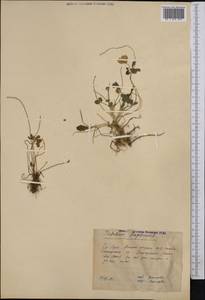 Trifolium fragiferum L., Middle Asia, Pamir & Pamiro-Alai (M2) (Uzbekistan)