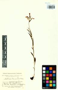 Mertensia davurica (Sims) G. Don, Siberia, Altai & Sayany Mountains (S2) (Russia)