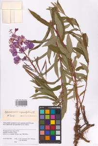 Chamaenerion angustifolium (L.) Scop., Siberia, Western Siberia (S1) (Russia)