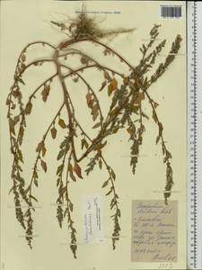 Chenopodium striatiforme Murr, Eastern Europe, Middle Volga region (E8) (Russia)