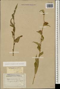 Campanula glomerata subsp. oblongifolioides (Galushko) Ogan., Caucasus (no precise locality) (K0)