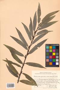 Salix kangensis Nakai, Siberia, Russian Far East (S6) (Russia)