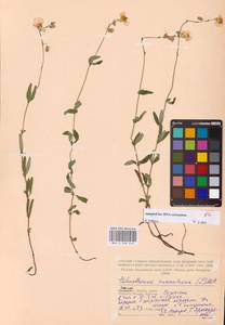 Helianthemum nummularium (L.) Mill., Eastern Europe, Western region (E3) (Russia)