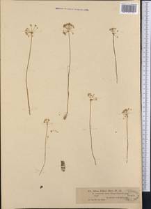 Allium pallasii Murray, Middle Asia, Muyunkumy, Balkhash & Betpak-Dala (M9) (Kazakhstan)