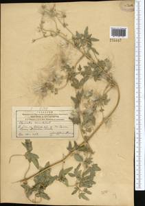 Clematis orientalis L., Middle Asia, Syr-Darian deserts & Kyzylkum (M7) (Tajikistan)