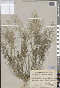 Eragrostis minor Host, Middle Asia, Caspian Ustyurt & Northern Aralia (M8) (Kazakhstan)