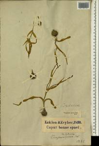 Moraea papilionacea (L.f.) Ker Gawl., Africa (AFR) (South Africa)