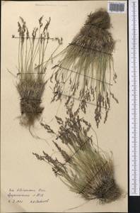 Poa glauca subsp. glauca, Middle Asia, Pamir & Pamiro-Alai (M2) (Tajikistan)