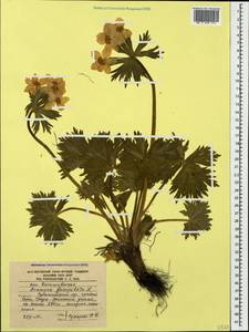 Anemonastrum narcissiflorum subsp. fasciculatum (L.) Raus, Caucasus, South Ossetia (K4b) (South Ossetia)