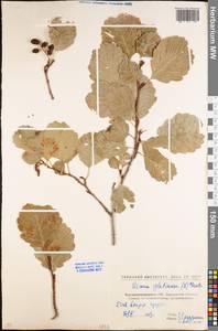 Alnus glutinosa (L.) Gaertn., Eastern Europe, North Ukrainian region (E11) (Ukraine)