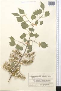 Populus euphratica Olivier, Middle Asia, Syr-Darian deserts & Kyzylkum (M7) (Uzbekistan)