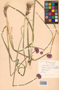 Allium maximowiczii Regel, Siberia, Russian Far East (S6) (Russia)