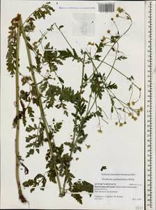 Tanacetum partheniifolium (Willd.) Sch. Bip., Caucasus, Krasnodar Krai & Adygea (K1a) (Russia)