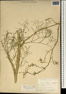 Seseli andronakii Woronow, South Asia, South Asia (Asia outside ex-Soviet states and Mongolia) (ASIA) (Turkey)