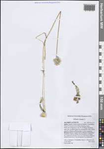 Allium vineale L., Western Europe (EUR) (Spain)