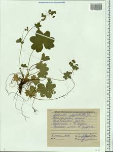 Alchemilla glyphodonta Juz., Eastern Europe, Volga-Kama region (E7) (Russia)