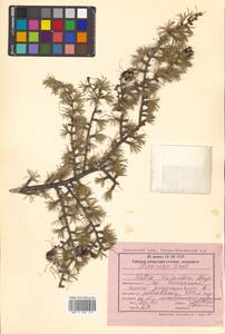 Larix gmelinii (Rupr.) Kuzen., Siberia, Russian Far East (S6) (Russia)