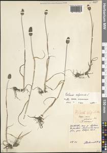 Phleum alpinum L., Caucasus, North Ossetia, Ingushetia & Chechnya (K1c) (Russia)
