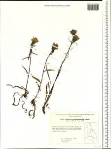Saussurea pseudoangustifolia Lipsch., Siberia, Russian Far East (S6) (Russia)