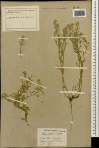 Alyssum hirsutum M.Bieb., Caucasus, Krasnodar Krai & Adygea (K1a) (Russia)