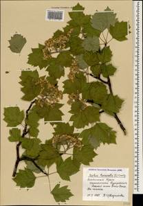 Aria torminalis (L.) Beck, Crimea (KRYM) (Russia)