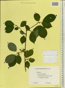 Prunus maximowiczii Rupr., Eastern Europe, Central forest region (E5) (Russia)