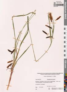 Carex lyngbyei Hornem., Siberia, Chukotka & Kamchatka (S7) (Russia)