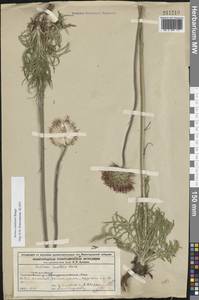 Jurinea ledebourii Bunge, Eastern Europe, Volga-Kama region (E7) (Russia)