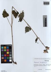 KUZ 004 967, Campanula trachelium L., Siberia, Altai & Sayany Mountains (S2) (Russia)