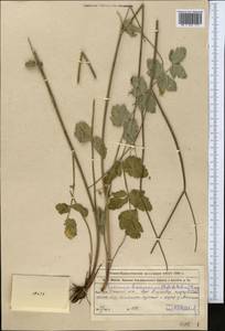 Semenovia dasycarpa (Regel & Schmalh.) Korovin ex Pimenov & V. N. Tikhom., Middle Asia, Western Tian Shan & Karatau (M3) (Kazakhstan)
