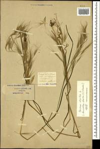 Bromus sterilis L., Caucasus, Krasnodar Krai & Adygea (K1a) (Russia)