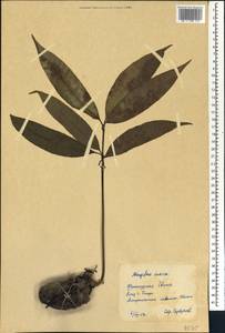 Mangifera indica L., Africa (AFR) (Guinea)
