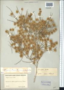 Calligonum rubescens Mattei, Middle Asia, Karakum (M6) (Turkmenistan)