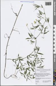 Lathyrus pratensis L., Siberia, Western Siberia (S1) (Russia)
