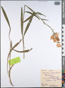 Campanula persicifolia L., Eastern Europe, Central region (E4) (Russia)