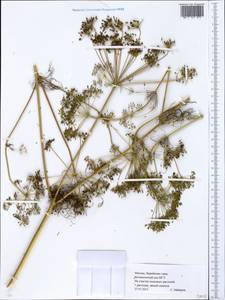 Apiaceae, Eastern Europe, Moscow region (E4a) (Russia)
