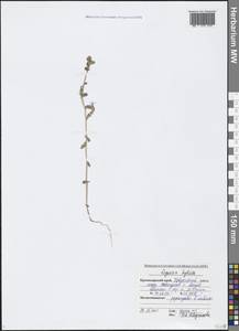 Legousia hybrida (L.) Delarbre, Caucasus, Black Sea Shore (from Novorossiysk to Adler) (K3) (Russia)