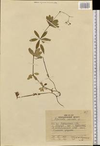 Galium odoratum (L.) Scop., Siberia, Russian Far East (S6) (Russia)