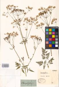 Chaerophyllum prescottii DC., Eastern Europe, Moscow region (E4a) (Russia)