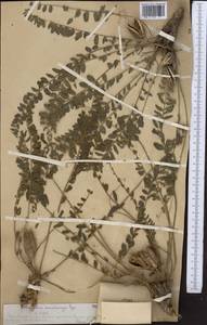 Astragalus macronyx Bunge, Middle Asia, Western Tian Shan & Karatau (M3) (Kazakhstan)