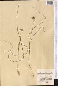 Allium griffithianum Boiss., Middle Asia, Pamir & Pamiro-Alai (M2) (Tajikistan)