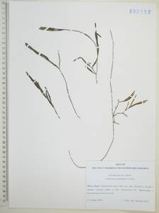 Potamogeton maackianus A.Benn., Siberia, Russian Far East (S6) (Russia)