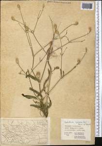 Cephalaria syriaca (L.) Schrad., Middle Asia, Pamir & Pamiro-Alai (M2) (Uzbekistan)