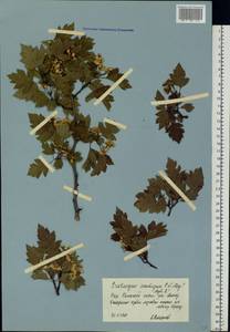 Crataegus ambigua C. A. Mey. ex A. K. Becker, Eastern Europe, Central forest-and-steppe region (E6) (Russia)