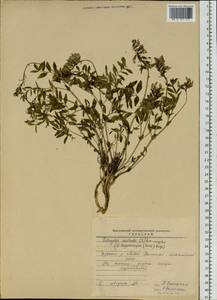 Astragalus trigonocarpus (Turcz.) Bunge, Siberia, Baikal & Transbaikal region (S4) (Russia)