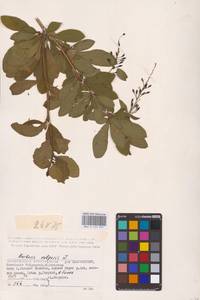 Berberis vulgaris L., Eastern Europe, Lower Volga region (E9) (Russia)
